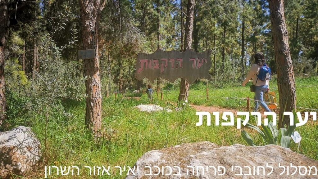 יער חדרה - כל המידע על הפארק הבריכה ואיפה עושים פיקניק • Tip Treks